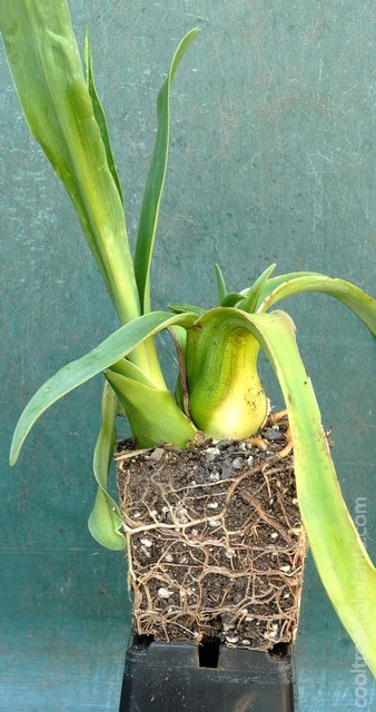 Plant removed from pot to display roots