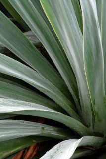 Beschornaria yuccoides leaf detail