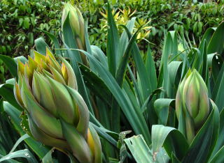 Beschorneria yuccoides flower