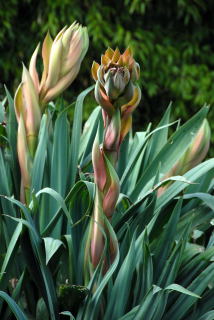 Beschorneria yuccoides flower