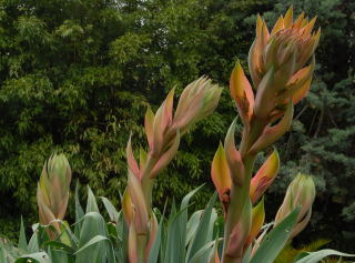 Beschorneria yuccoides flower