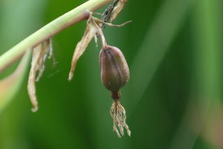 Beschorneria yuccoides seed pod
