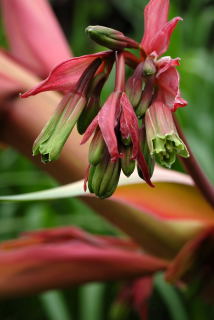 Beschorneria yuccoides flower