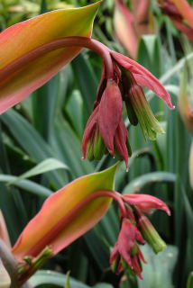 Beschorneria yuccoides flower detail