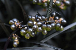 Un-ripe seeds of Ophiopogon planiscapus 'Nigrescens'