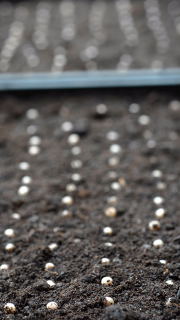 Newly planted Ophiopogon planiscapus 'Nigrescens' seeds.