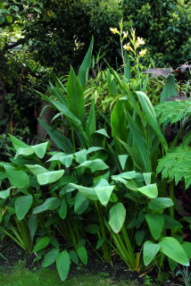 Plants enjoying the wet soil of the bog garden.