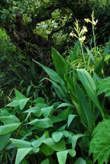 Canna glauca growing in a swamp bed
