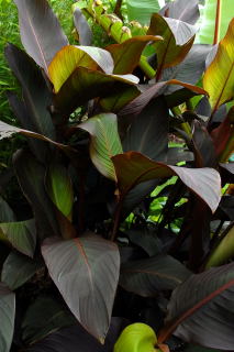 Canna indica purpurea foliage.