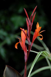 Flower of canna indica purpurea