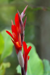 C.indica red