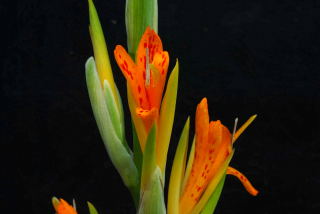 C.indica yellow flower