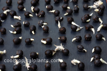 Germinated canna seeds set out in a nice grid fashion.