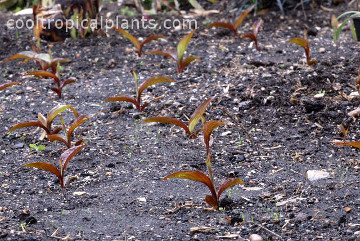 Canna lilies five weeks from chipping