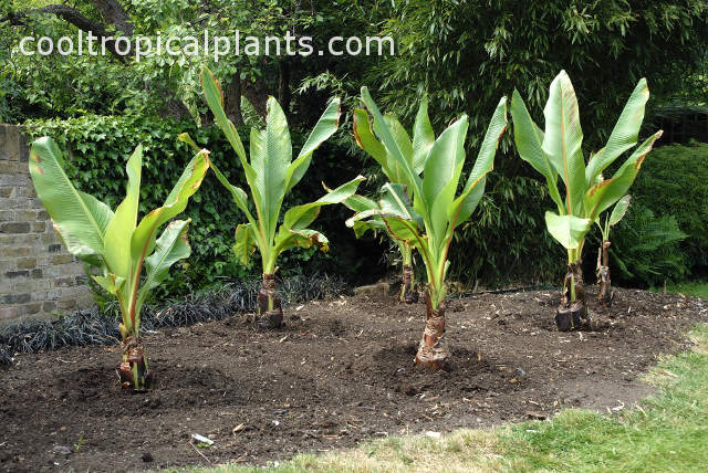 Ensete ventricosum growing in a soil devoid of Canna lilies 