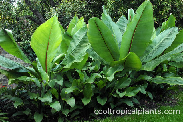 Ensete ventricosum growing in a soil full of Canna lilies 