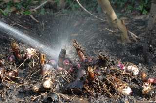 Cleaning the mud from canna rhizomes using a hose pipe.
