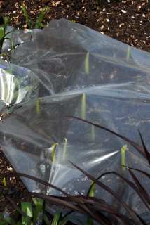 Canna shoots emerging under plastic.