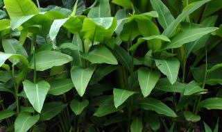 Canna paniculata foliage