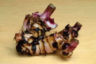 Rhizome of canna indica purpurea