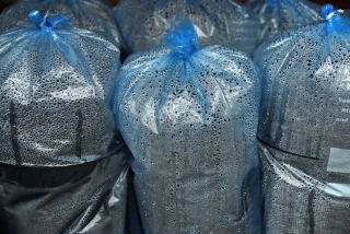 Sealed bag method for raising canna rhizomes Sealed bag method for raising canna rhizomes