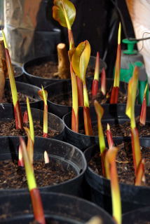 New shoots of canna indica purpurea raised on a heated mat. New shoots of canna indica purpurea raised on a heated mat.