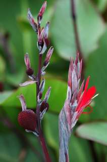 Canna flower and developing seed pods. Canna flower and developing seed pods.