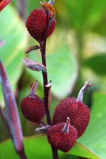 swollen canna seed pods.