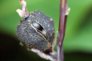 Canna seeds ripe for harvesting.