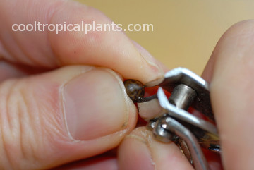 Chipping a canna seed with toe nail clippers chipping a canna seed with toe nail clippers