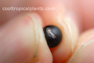 A chipped canna seed showing the white of the seed inside A chipped canna seed showing the white of the seed inside