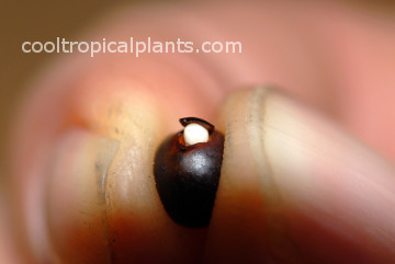 Emerging root from a canna seed. Emerging root from a canna seed.