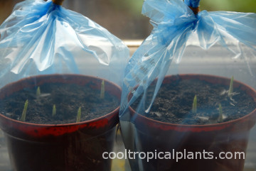 Emerging canna shoots. Emerging canna shoots.