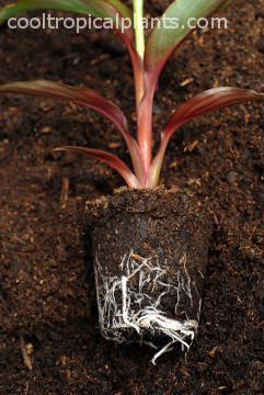 Root system of a canna plant Root system of a canna plant