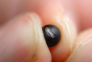 A chipped canna seed showing the white of the seed inside A chipped canna seed showing the white of the seed inside