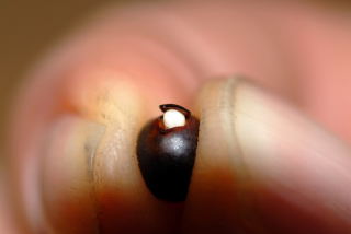 Emerging root from a canna seed. Emerging root from a canna seed.
