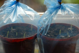 Emerging canna shoots. Emerging canna shoots.