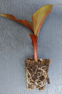 Root system of a young canna plant. Root system of a young canna plant.