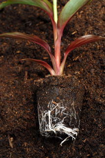 Root system of a canna plant Root system of a canna plant