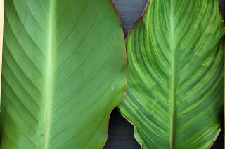 A normal canna leaf on left and a leaf exhibiting a virus on right