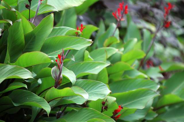 canna warscewiczii in flower