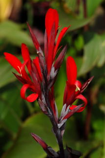 Flower of canna warscewiczii