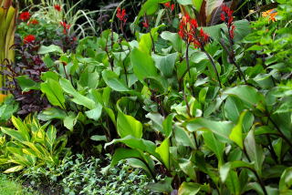 Canna warscewiczii growing in a tropical border.