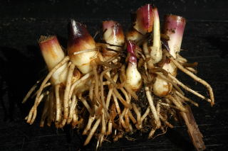 Canna warscewiczii rhizome Canna warscewiczii rhizome