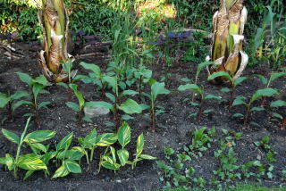 early planting of canna warscewiczii