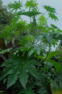 Castor oil plant - ricinus communis 'zanzi palm'