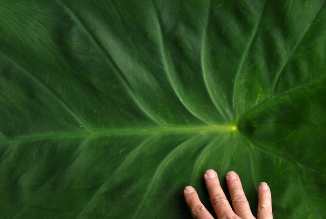 Colocasia esculenta leaf with hand for scale