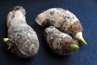 Sprouting tubers of colocasia esculenta