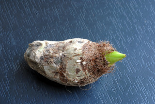 Sprouting Arvi tuber