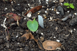 Small colocasia leaf emerging from the soil 27th June